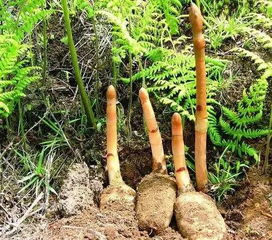 農(nóng)村的這種東西 中醫(yī)都視它為心頭寶