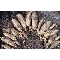 野生天麻功效 秦嶺山脈農產品經濟實惠 寧波野生天麻