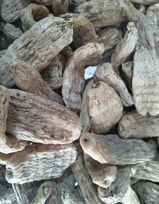 撫遠(yuǎn)縣大型中草藥種植廠家 優(yōu)質(zhì)精選天麻批發(fā)與現(xiàn)貨供應(yīng)