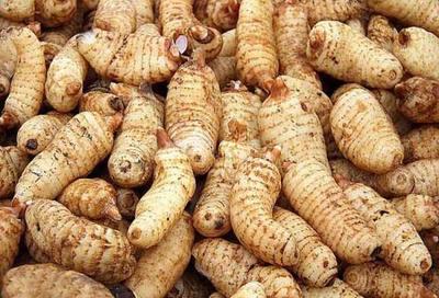 天麻產(chǎn)地溯源 探尋道地品質，哪里的天麻更勝一籌？