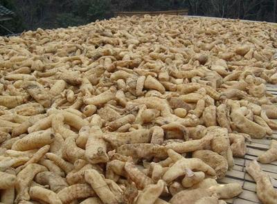 古代釀中珍品，天麻 無(wú)根無(wú)葉高兩米，曬干一斤三百元